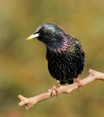 Common Starling