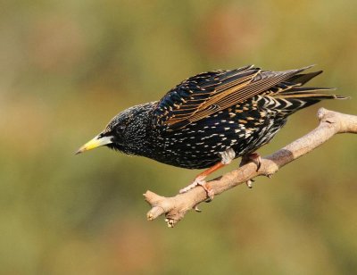 Common Starling