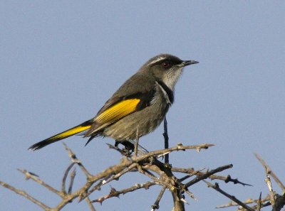 Crescent Honeyeater