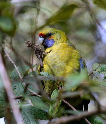 Green Rosella