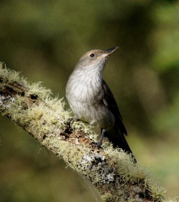 Grey Shrike-thrush