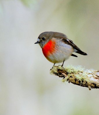 Scarlet Robin