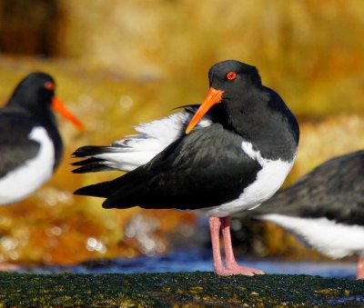 Pied Oystercatcher