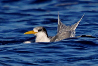 Crested Tern (batheing)