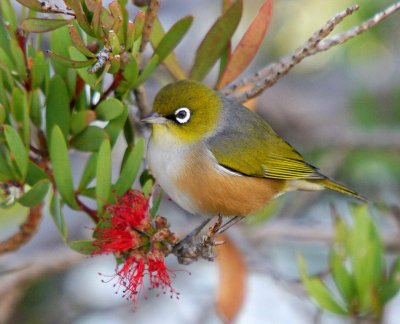 Silvereye