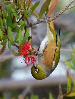Silvereye