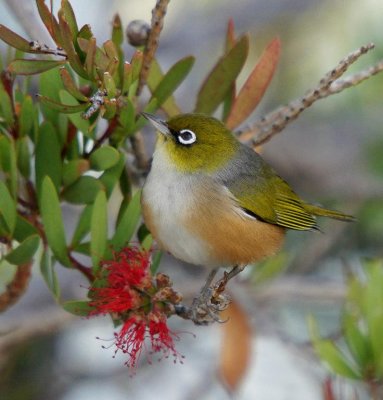Silvereye