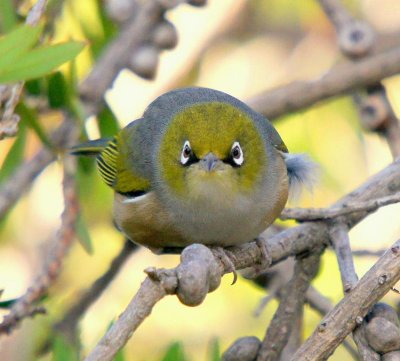 Silvereye