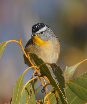 Spotted Pardalote