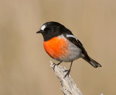 Scarlet Robin