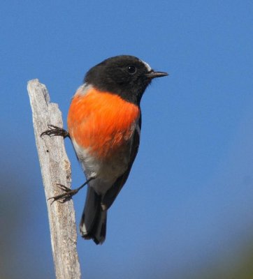 Scarlet Robin