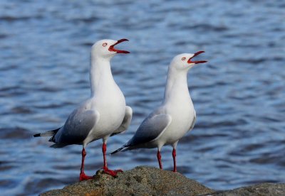 Silver Gull