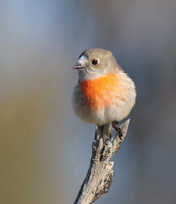 Scarlet Robin (female)