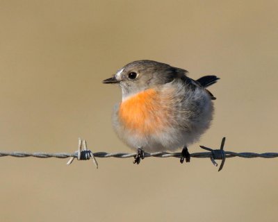 Scarlet Robin (female)