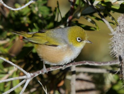 Silvereye