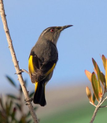 Crescent Honeyeater