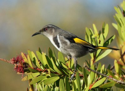 Crescent Honeyeater