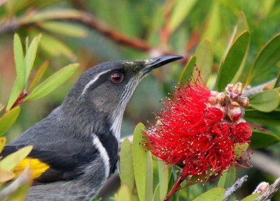 Crescent Honeyeater