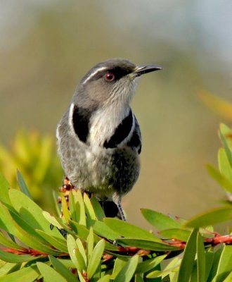 Crescent Honeyeater
