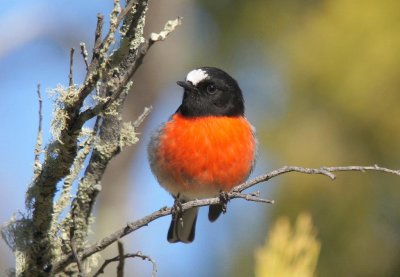 Scarlet Robin