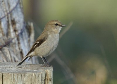 Dusky Robin