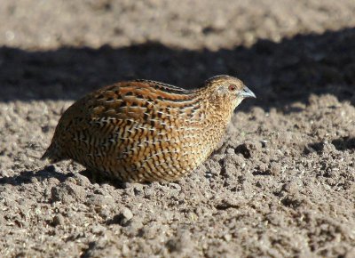 Brown Quail