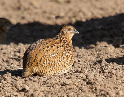 Brown Quail