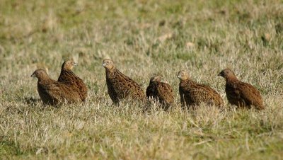 Brown Quail