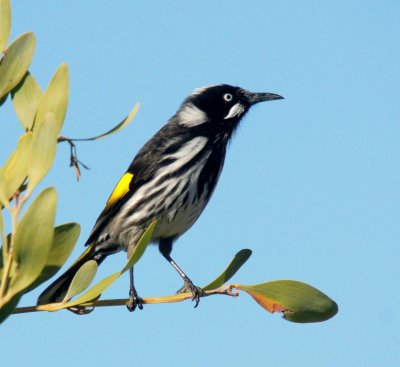 New Holland Honeyeater