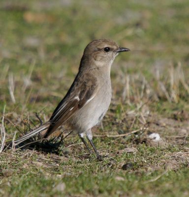 Dusky Robin