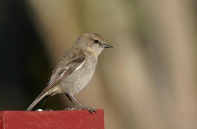 Dusky Robin