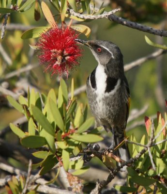 Crescent Honeyeater