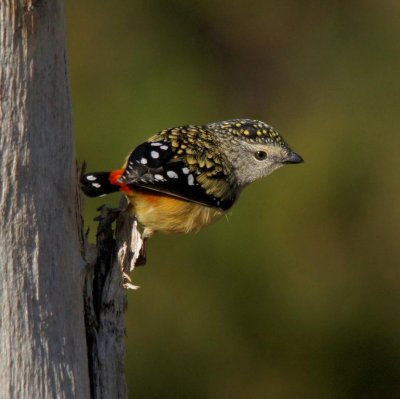 Spotted Pardalote