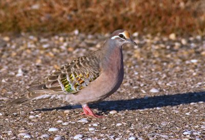 Common Bronzewing