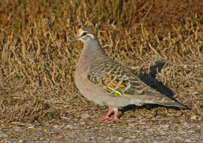 Common Bronzewing