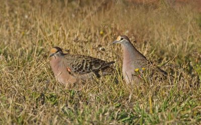 Common Bronzewing