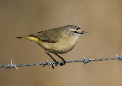 Yellow-rumped Thornbill