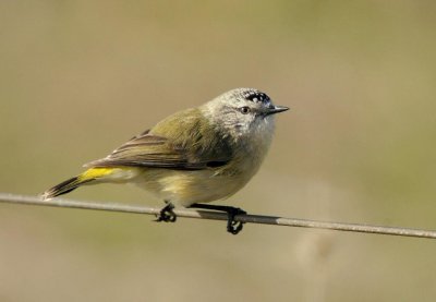 Yellow-rumped Thornbill