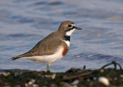 Double-banded Plover