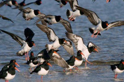 Pied Oystercatcher