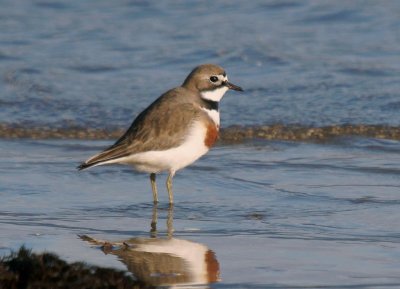 Double-banded Plover