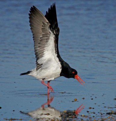 Pied Oystercatcher