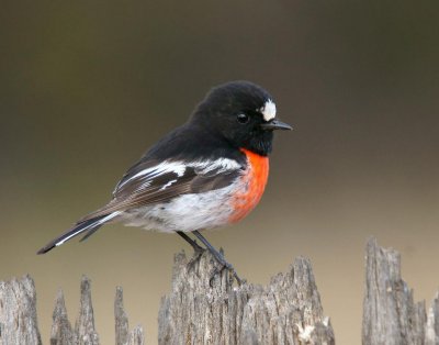 Scarlet Robin