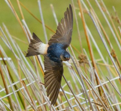 Tree Martin