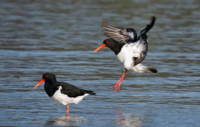 Pied Oystercatcher