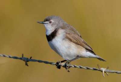 White-fronted Chat (female)