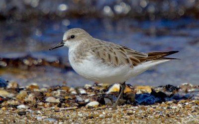 Red-necked Stint