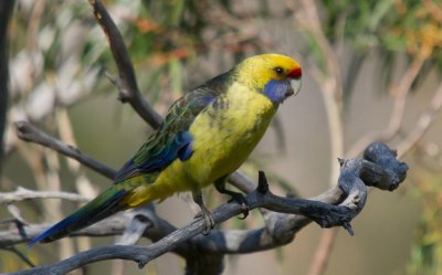 Green Rosella