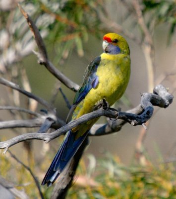 Green Rosella