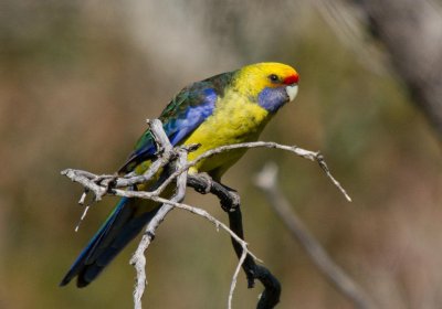 Green Rosella